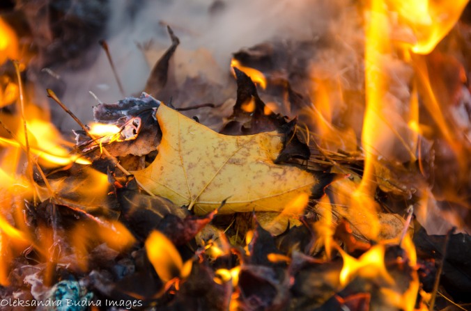 fall leaf bruning in the fire