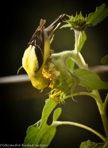 goldfinch on a sunflower