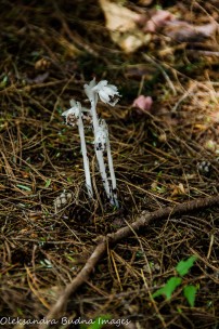 Indian Pipe flowers
