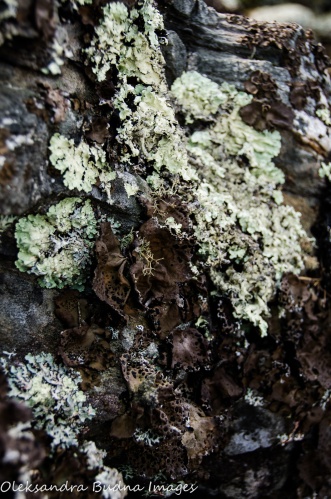 moss and lichens in Quetico