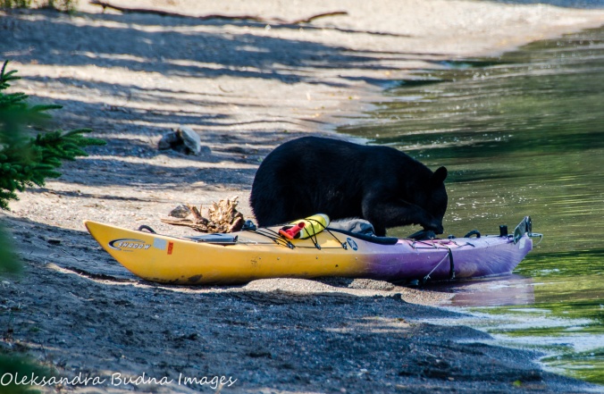 bear playing with a kayak at Sleeping Giant