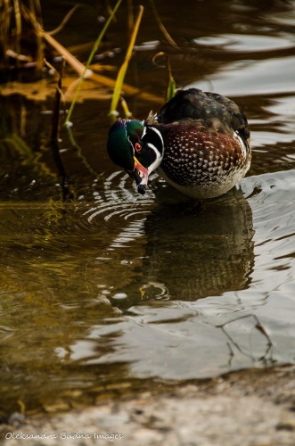 wood duck in High Park