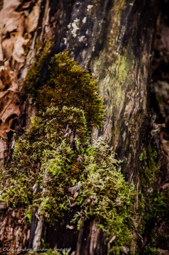 log with moss