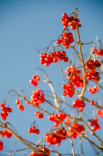 red snowball-tree berries