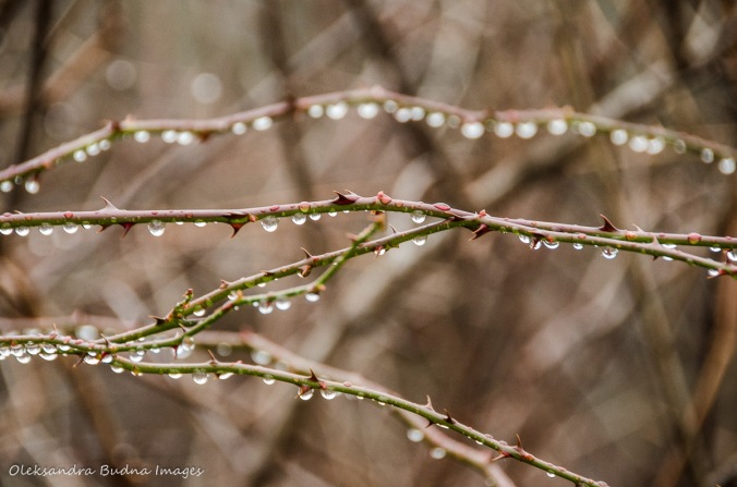 drops of water on a branch