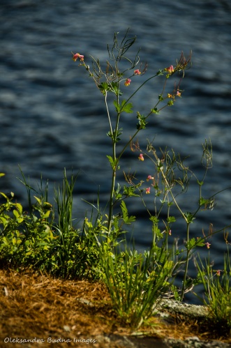 flowers by the lake