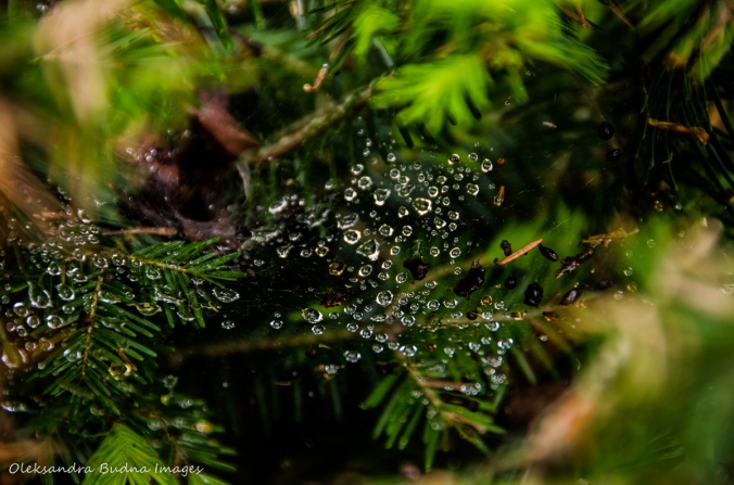 raindrops in a web