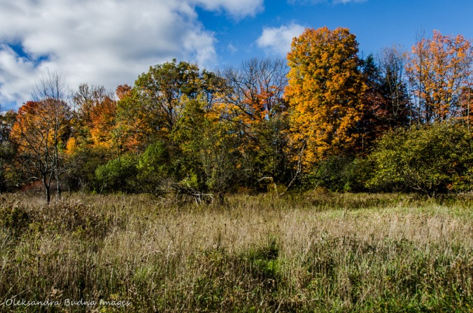 Dundas Valley Conservation Area in the fall