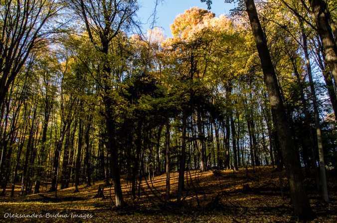  Dundas Valley Conservation Area in the fall