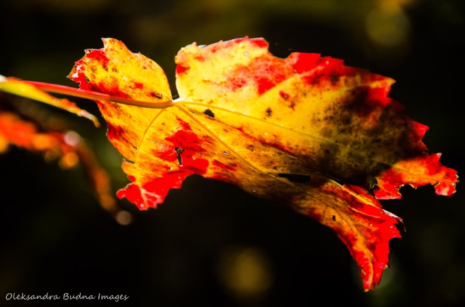 red and yellow maple leaf