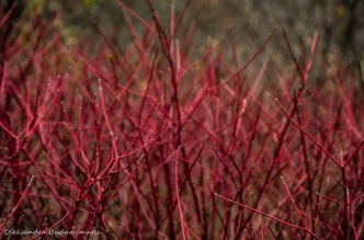 red branches