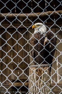 bald eagle at the raptor centre at Mountsber Conservation Area