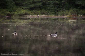 loons on Faya Lake in Algonquin
