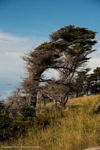 tuckamore tree in Gros Morne Newfoundland