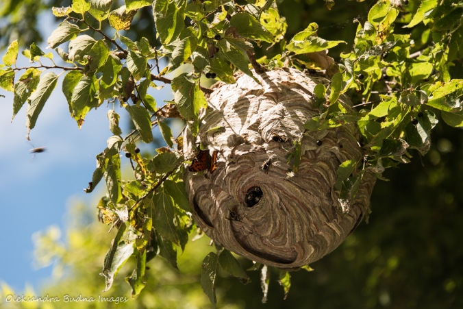 butterfly on wasp nest