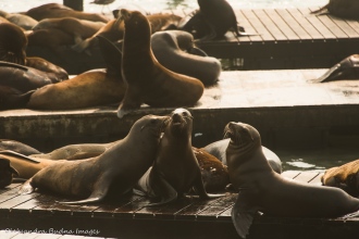 sea lions at Pier 39 in San Francisco