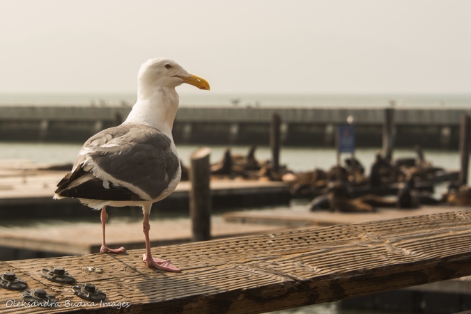 sea gull with sea lions at Pier 39 in the background
