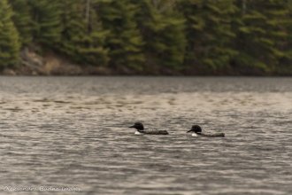 loons on the lake