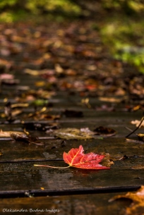 fall at Silent Lake