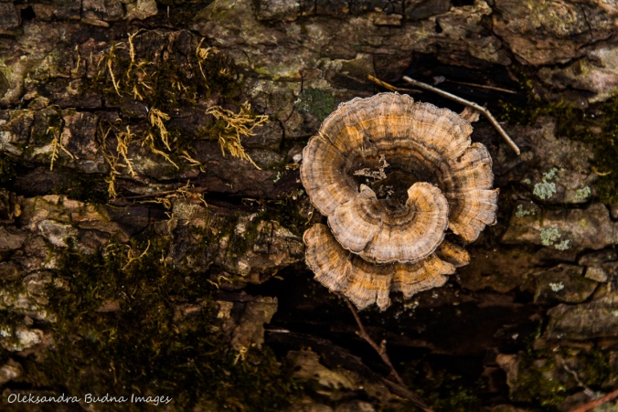 fungus on a tree trunk