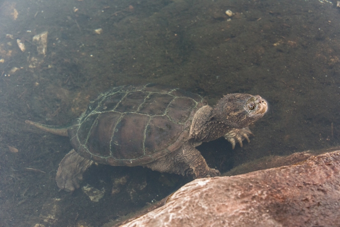 snapping turtle in the water